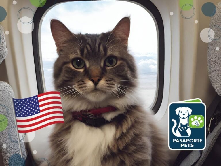¿Qué necesito para viajar con mi gato a Estados Unidos?