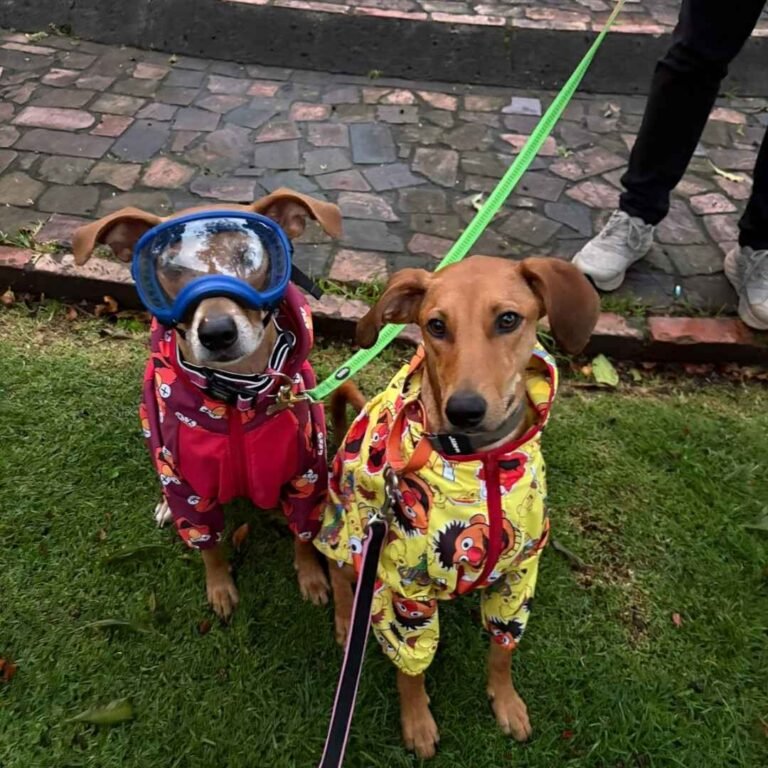 Guía completa para viajar con tu perro de Estados Unidos a Colombia y luego regresar a Estados Unidos.
